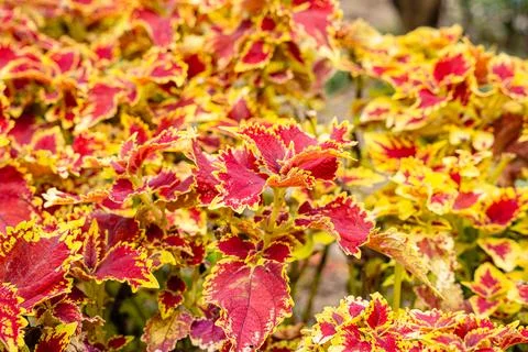 Coleus 스톡 사진