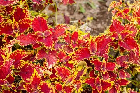 Coleus Stock Photos