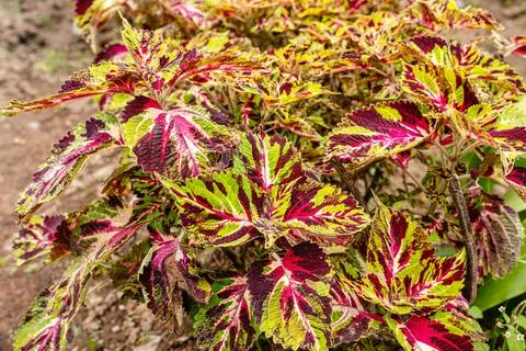 Coleus Stock Photos