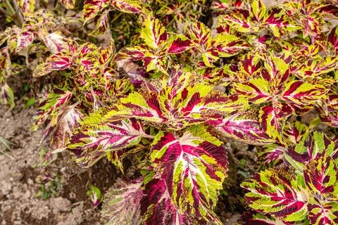 Coleus Stock-Fotos