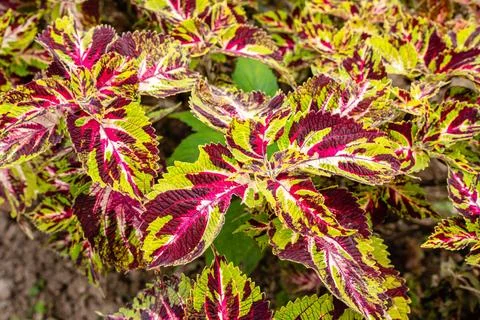 Coleus Stock Photos