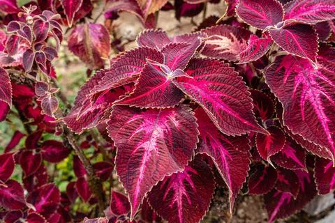 Coleus Stock Photos