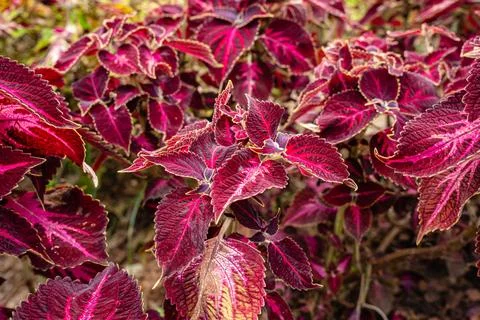 Coleus Stock Photos