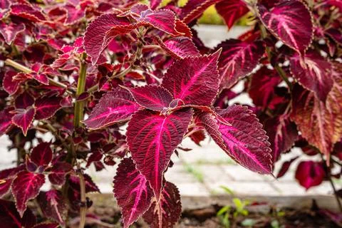 Coleus Stock Photos