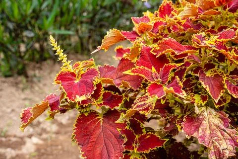 Coleus Stock Photos