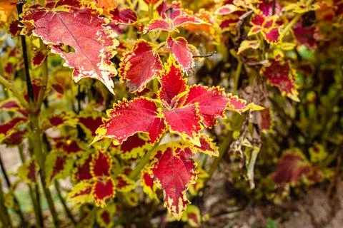Coleus Stock Photos