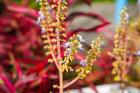 Coleus Stock Photos
