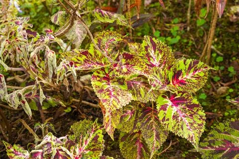 Coleus Stock Photos