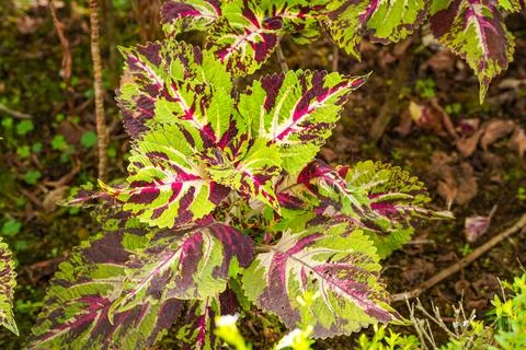Coleus 스톡 사진