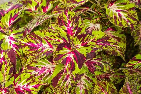 Coleus Stock Photos