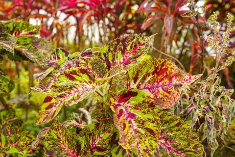 Coleus Stock Photos