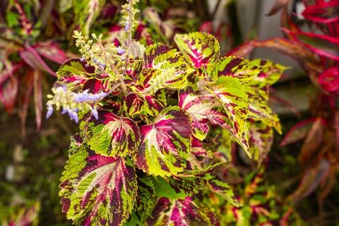 Coleus Stock Photos