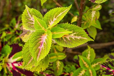 Coleus Stock Photos