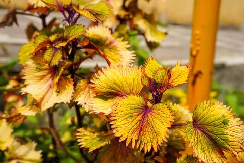 Coleus 스톡 사진