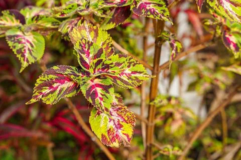 Coleus Stock Photos