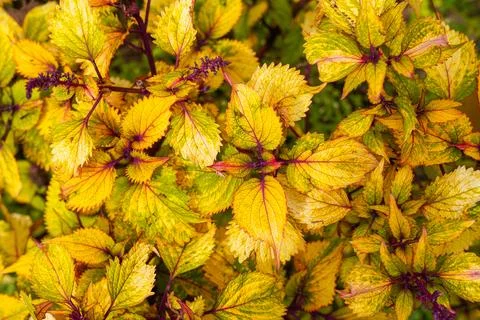 Coleus Stock Photos