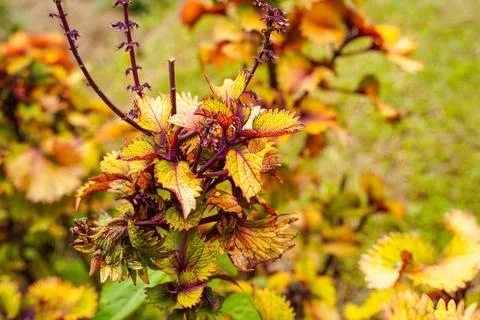 Coleus Stock Photos