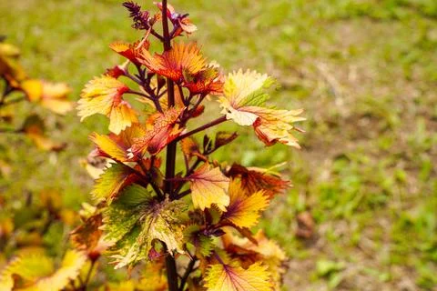 Coleus Stock Photos