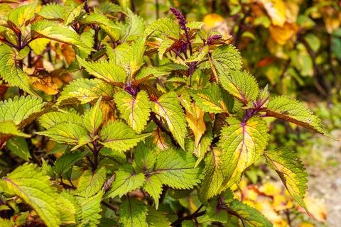 Coleus 스톡 사진