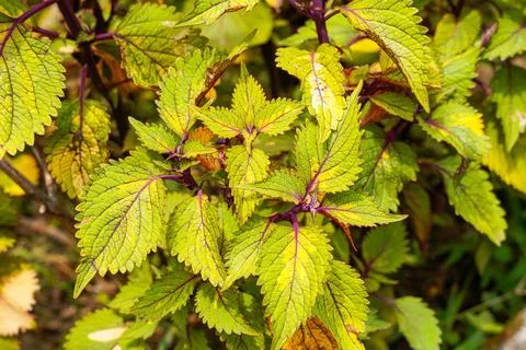 Coleus Stock Photos
