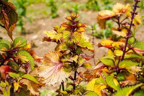 Coleus Stock Photos