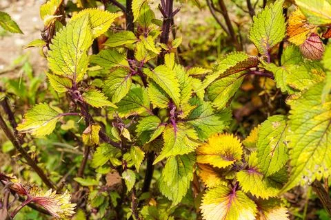 Coleus Stock Photos