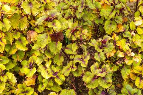 Coleus Stock Photos