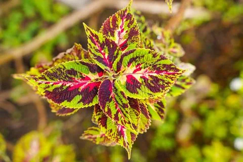 Coleus Stock Photos
