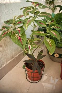 Coleus 스톡 사진