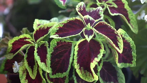 COLEUS PLANT Stock Footage 306693199