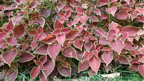 Coleus plant in garden. 库存影片 221989019
