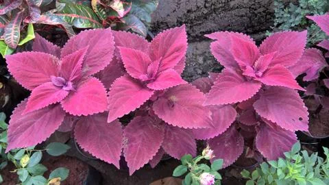 Coleus plants also called Coleus blumei or Plectranthus scutellarioides Stock Photos