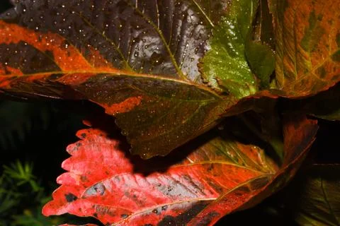Coleus plants Stock Photos