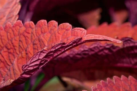 Coleus plants Stock Photos