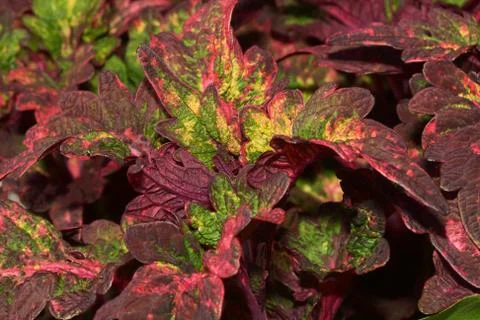 Coleus plants Stock Photos