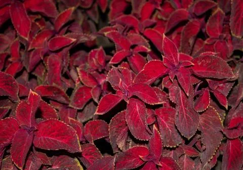 Coleus red Foto stock
