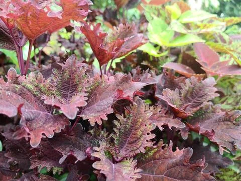 Coleus scutellarioides Stock Photos