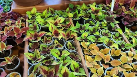 Coleus seedlings growing in small pots with varied leaf colors and pat Stock Footage 335348158