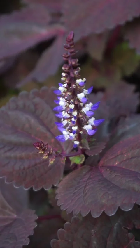 Coleus ungu Stock Footage 244790926