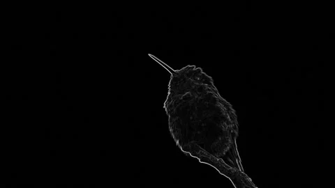Colibri de Noche Video stock 151121752