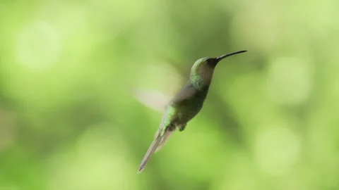 COLIBRI 스톡 동영상 300796517