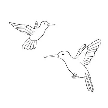 Colibri Stock-Illustration
