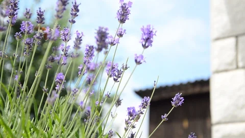 Colibri on the lavender Stock Footage 91095473