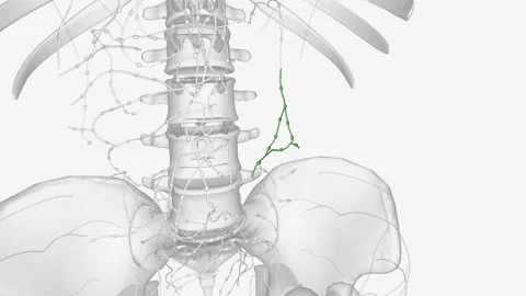 The colic lymph nodes are the large intestinal lymph nodes Stock Footage 271037422