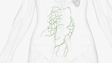 Colic Lymphatic vessels Stock Footage 271040779