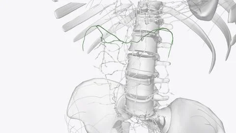 Colic Lymphatic vessels Stock Illustration
