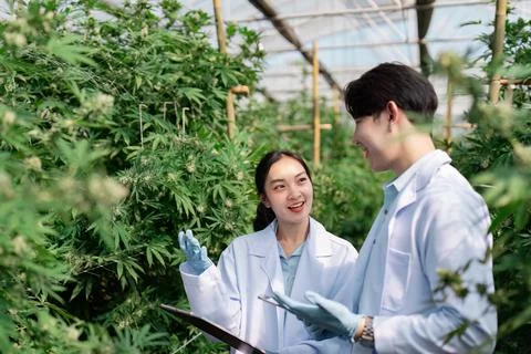 Collaborative discussion between scientists in a cannabis greenhouse on plant Foto stock