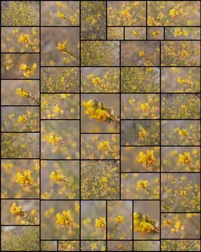 COLLAGE - ACMISPON GLABER BLOOM Stock Photos