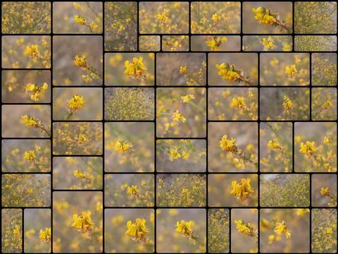 COLLAGE - ACMISPON GLABER BLOOM Stock Photos