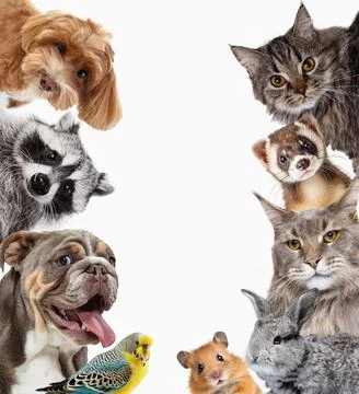 Collage. Adorable pets looking in camera purebred dogs, hamster, cat, rabbit and Foto stock